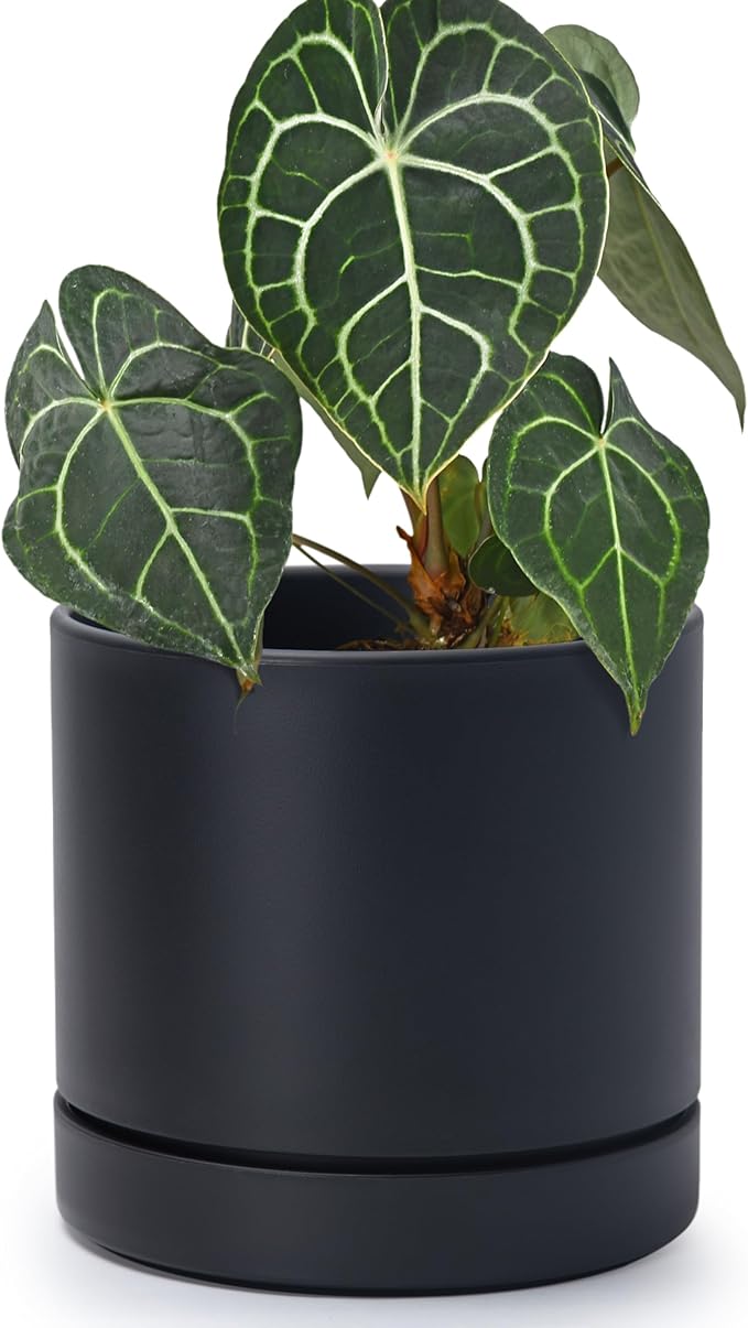 Phoenix Vine 6 Inch Planter Pot with Drainage Hole & Saucer, Deep Water Catch Tray, Straight Cylindrical Round Pot for Plants, Matte Black, Pack of 1, 23-C-S-1