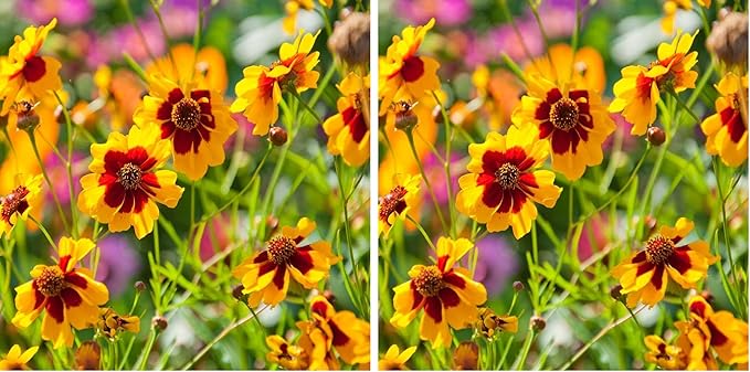 Outsidepride Plains Coreopsis Seeds - 5000 Pcs. Annual, Drought & Humidity Tolerant, Flower Seeds for Planting Vibrant Bicolored Blooms, Ideal for Xeriscaping and Low Maintenance Gardens (Pack of 2)