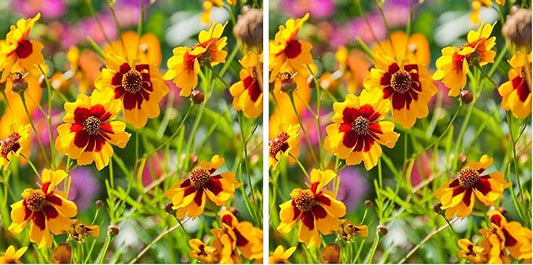 Outsidepride Plains Coreopsis Seeds - 5000 Pcs. Annual, Drought & Humidity Tolerant, Flower Seeds for Planting Vibrant Bicolored Blooms, Ideal for Xeriscaping and Low Maintenance Gardens (Pack of 2)