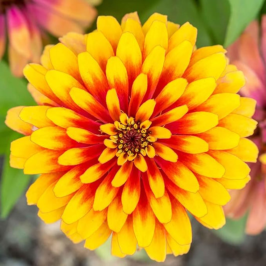 Eden Brothers Zinnia Seeds - Swizzle Scarlet & Yellow, Non-GMO Seeds for Planting, Packet | Low-Maintenance Flower Seeds, Plant During Spring, Zones 2, 3, 4, 5, 6, 7, 8, 9, 10, 11