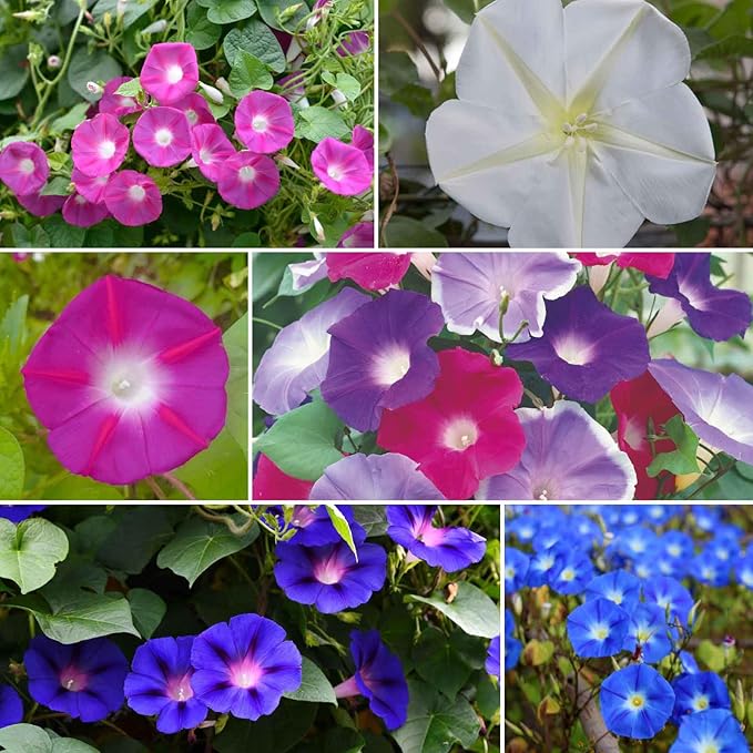 Eden Brothers Top O The Morning Flower Mixed Seeds for Planting, 1 lb, 480,000+ Seeds with Morning Glory, Moonflower | Attracts Pollinators, Plant in Spring or Fall, Zones 3, 4, 5, 6, 7, 8, 9, 10