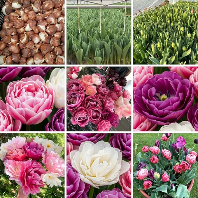 Tulip Bulbs for Fall Planting Bulk - 15 Mix Double Tulip Bulbs