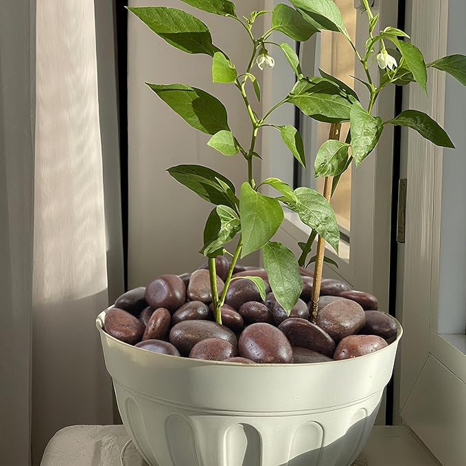 5 lbs Red River Rocks, 2-3 Inch Large Pebbles for Indoor Plants, Decorative Rocks Stones for Landscaping, Vases, Aquariums, Fountains, Pathways, Backyard and Garden