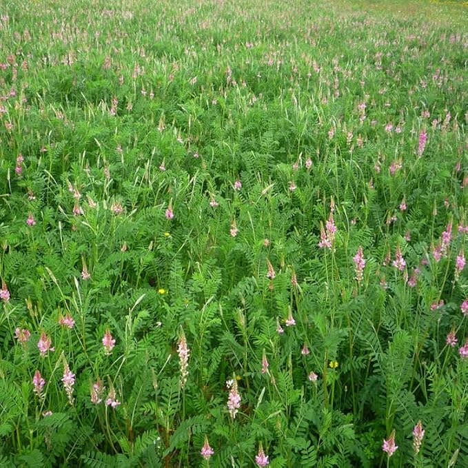 Outsidepride Sainfoin Seeds - 5 lb. Perennial, Drought-Tolerant & Pollinator Friendly, Legume Seeds for Planting Prolific & Deep Rooted Flowers, Great for Hay, Pasture, and Wildlife Grazing
