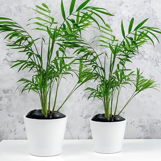 10lbs Black Pebbles for Plants, 2-3 Inch High Polished Natural Large River Rocks for Landscaping, Decorative Stones Vase Filler Fish Tank Aquariums Garden Outdoor and Indoor DIY