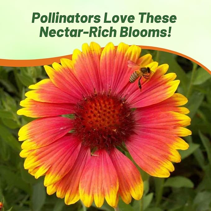 Outsidepride Gaillardia Aristata Red Blanket Flower Seeds for Planting - 1 lb Perennial Wildflower Seeds, Drought-Tolerant for Xeriscaping, Borders, Pollinator Gardens, or Wildflower Mixes