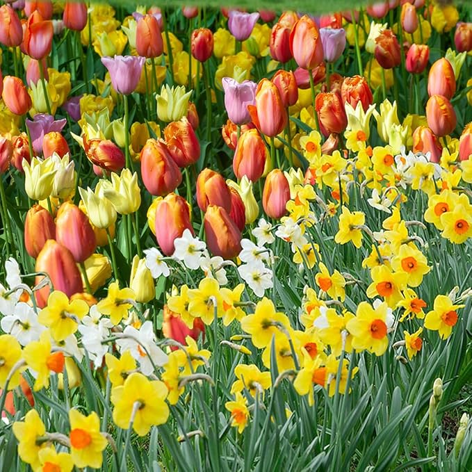 50-Pack Tulip & Daffodil Grower's Mix - 25 Tulips & 25 Daffodils, Mixed Colors, Easy Fall Planting for Bright Spring Blooms - Perennializing Kit of Colorful Flower Blooms – Fall Planting