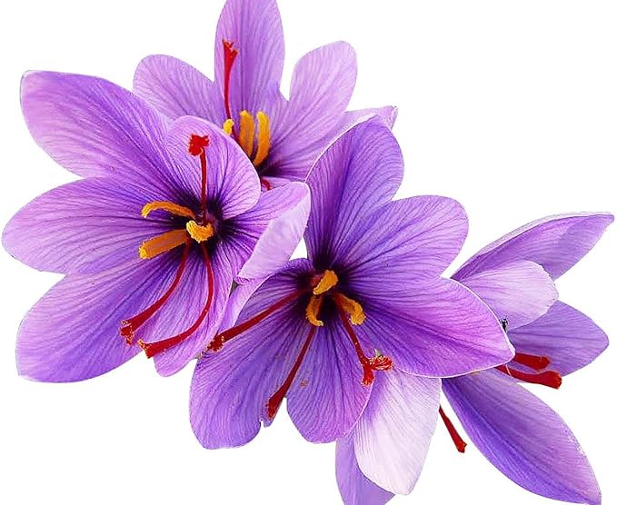 Saffron Crocus Corms for Planting – 10 Large Corms – Purple Blooms – Perennial Bulbs for Outdoor Planting That Produce The Saffron Spice.
