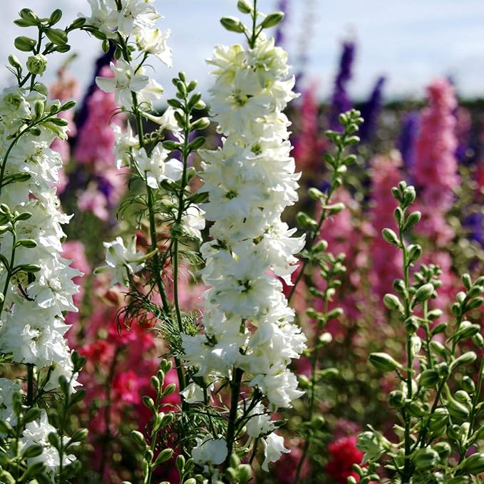 Outsidepride Delphinium White Larkspur Seeds for Planting Outdoors - 2000 Pcs Annual, Self-Seeding, Heat & Drought Tolerant Wildflower Seed, Colorful Blooms for Flower Arrangement & Pollinator Garden