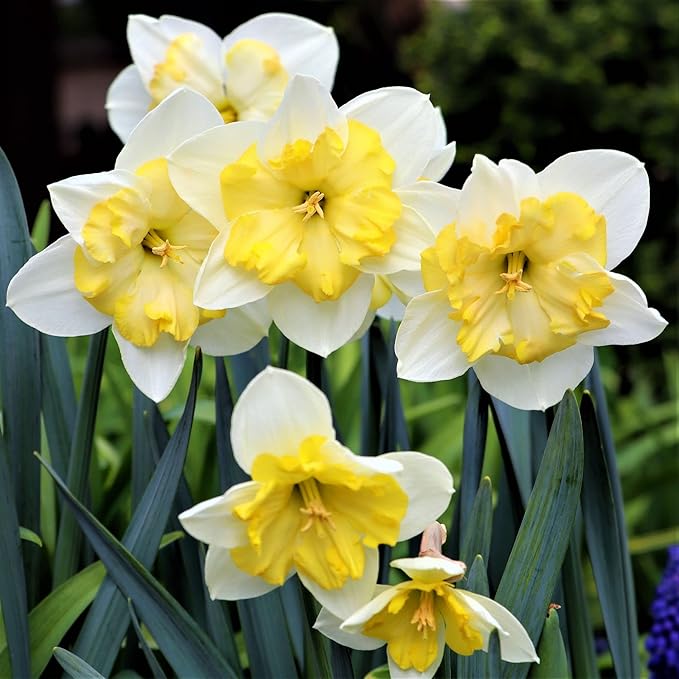Easy to Grow Narcissus Daffodil 'Bella Estrella' Plant Bulbs (30 Pack) - Fragrant White & Yellow Flowering Blooms in Spring Gardens