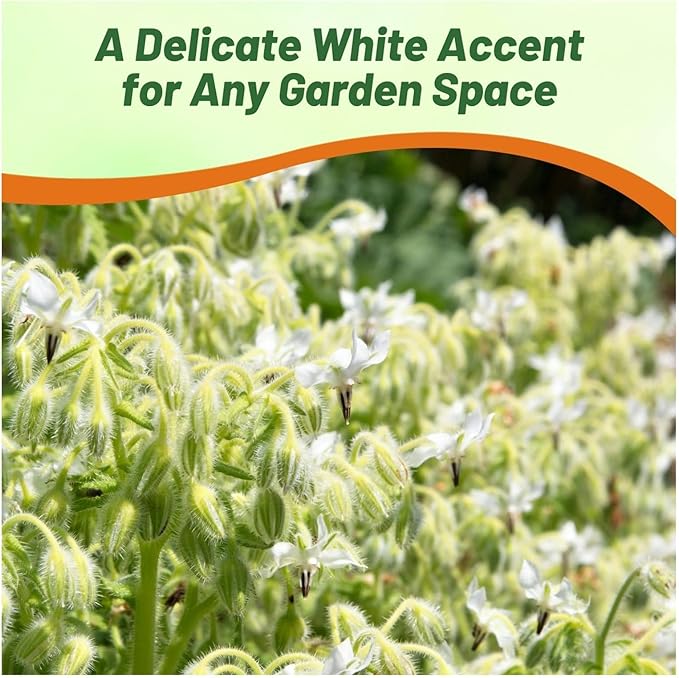 Outsidepride White Borage Seeds for Planting – 2000 Pcs. Annual, Drought-Tolerant Herb Seeds with Star-Shaped Blooms, Attracts Bees for Pollinator Gardens, Summer Teas, Decoration & Culinary Use
