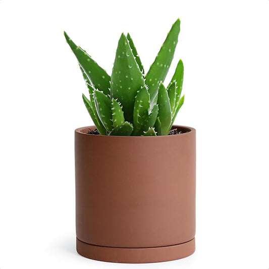 D'vine Dev 5 Inch Rust Terracotta Plant Pot with Drainage Hole and Saucer, Round Cylinder Planter Pot for Indoor Plants, 40-V-B-3