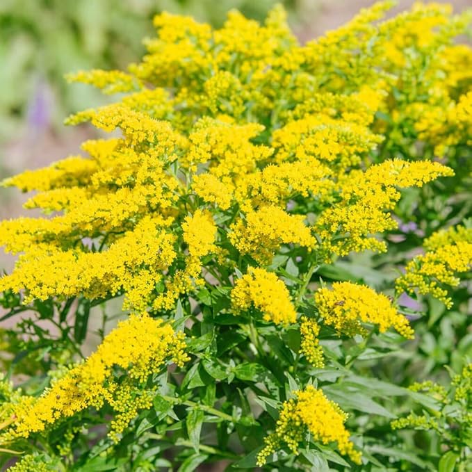 Outsidepride 5000 Seeds Perennial Solidago Stiff Goldenrod Flower Seeds for Planting