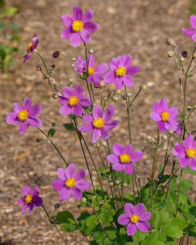 Perennial Farm Anemone x Hybrida 'Pamina' – Live Windflower in #1 Container, Semi-Double Deep Rose-Pink Blooms, Long Blooming, Deer Resistant, Perfect for Borders, Shade & Pollinator Gardens