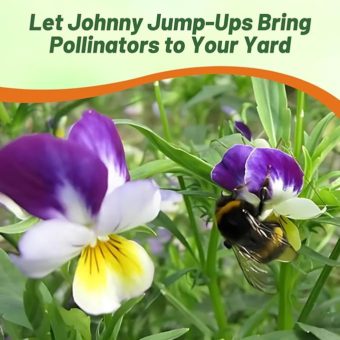 Outsidepride Johnny Jump Up Viola Wild Flower Seeds - 5000 Pcs Easy-to-Grow, Compact & Hardy Perennial Seeds for Planting Outdoors, Ideal for Pollinators, Garden Beds, Containers, & Hanging Baskets