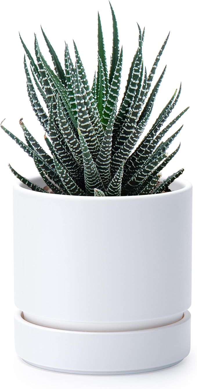 Phoenix Vine 4 Inch Planter Pot with Drainage Hole & Saucer, Deep Water Catch Tray, Straight Cylindrical Round Pot for Plants, Matte White, Pack of 1, 23-B-R-1