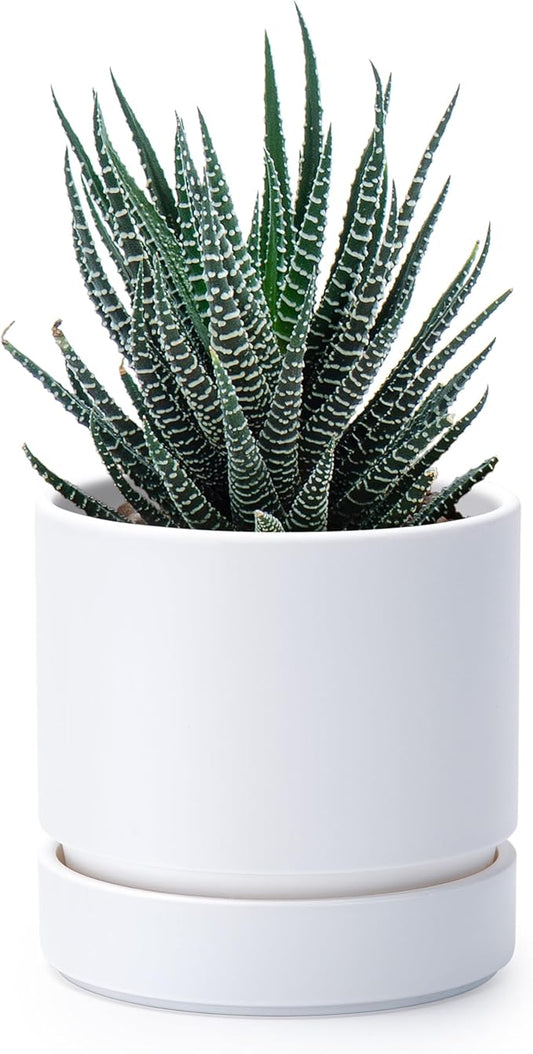 Phoenix Vine 4 Inch Planter Pot with Drainage Hole & Saucer, Deep Water Catch Tray, Straight Cylindrical Round Pot for Plants, Matte White, Pack of 1, 23-B-R-1
