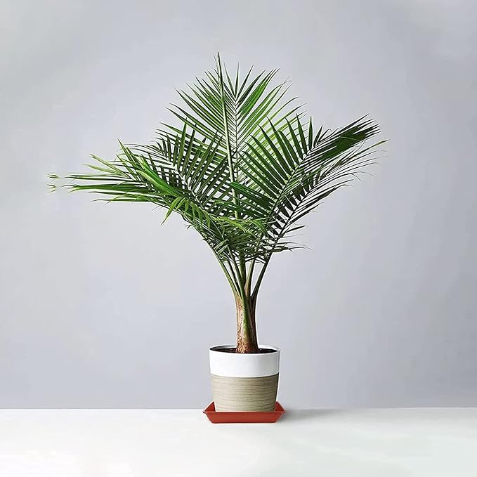 JOIKIT 10 PCS 10 x 10 x 1.4 Inches Square Plant Saucer, Flower Pot Tray Without Drain Holes for Flowers, Plants, Seedlings