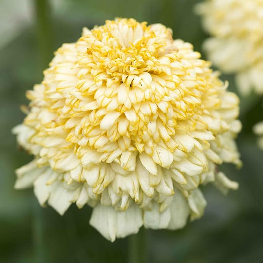 Eden Brothers Zinnia Seeds - Cresto! Cream