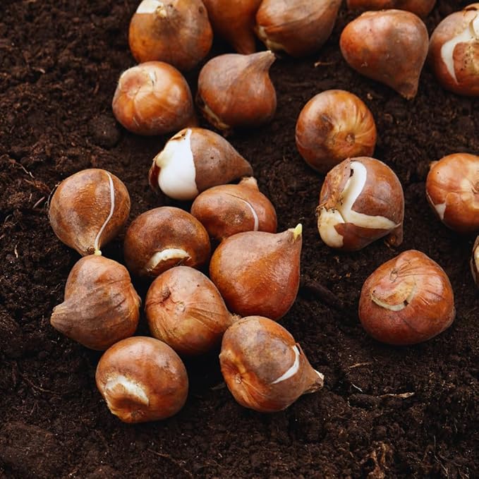 Tulip Bulbs for Fall Planting Bulk - 15 Mix Double Tulip Bulbs