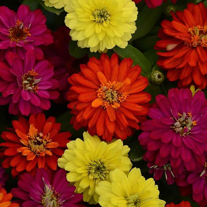 Eden Brothers Zinnia Seeds - Zahara Double Mix Brilliant, Non-GMO Seeds for Planting, Packet | Low-Maintenance Flower Seeds, Plant During Spring, Zones 3, 4, 5, 6, 7, 8, 9, 10