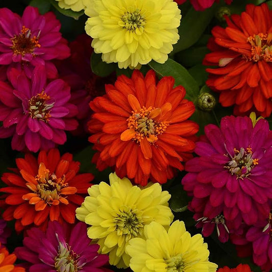Eden Brothers Zinnia Seeds - Zahara Double Mix Brilliant, Non-GMO Seeds for Planting, Packet | Low-Maintenance Flower Seeds, Plant During Spring, Zones 3, 4, 5, 6, 7, 8, 9, 10