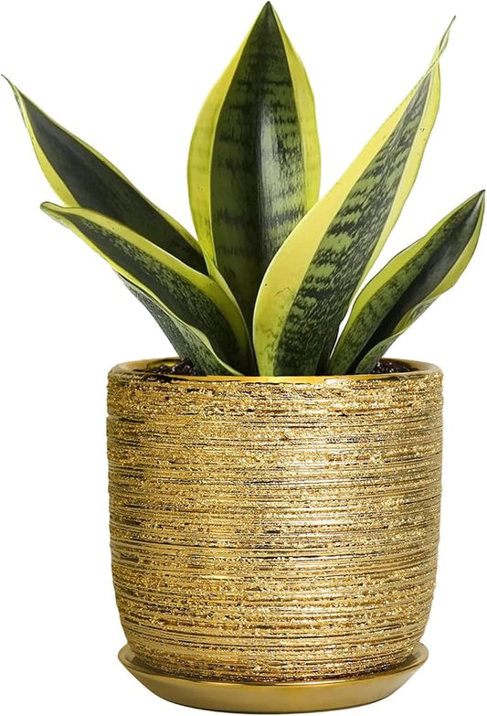 Succulent Pot 5 Inch - Ceramic Plant Pot for Indoor Flowers, Decorative Round Indoor Planter with Drainage Hole and Saucer, Plant Lover Gifts, Patio Office Home Room Decor, Gold