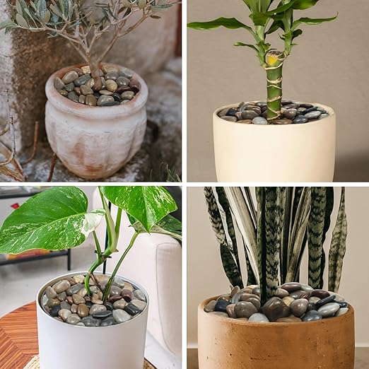 10Ib Mixed Rain Forest River Rocks for Landscaping-Polished Pebbles for Plants-Garden Decorative Stones-1-2 Large Plant Rocks,Ideal for Aquarium, Home Decor