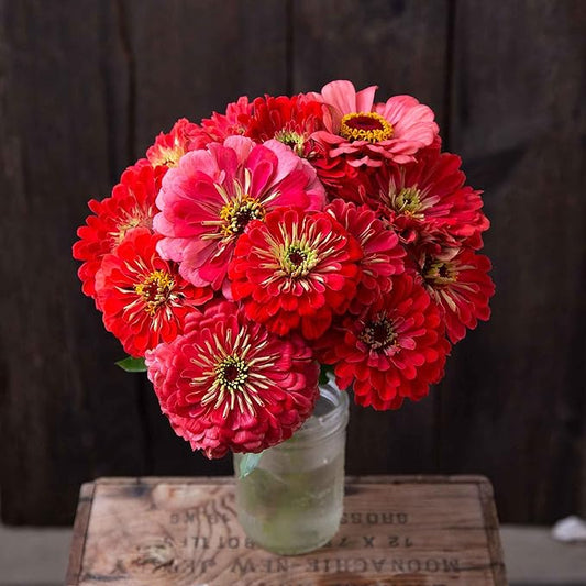 Eden Brothers Zinnia Seeds (Organic) - Giant Coral
