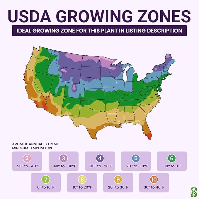 Saffron Crocus Corms for Planting – 10 Large Corms – Purple Blooms – Perennial Bulbs for Outdoor Planting That Produce The Saffron Spice.