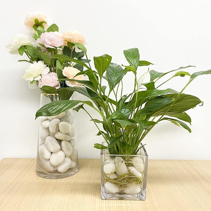 White River Rocks, Polished Pebbles for Indoor Plants, Decorative White Stones for Plants, Vase, Aquarium, Fish Tank, Landscaping and Garden(10 lbs,1-2 inch)