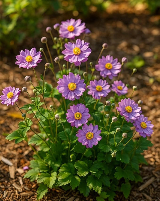 Perennial Farm Anemone x Hybrida Fantasy™ 'Pocahontas' – Live Windflower in #1 Container, Semi-Double Pink Blooms, Compact, Long Blooming, Deer Resistant, Ideal for Borders & Pollinator Gardens