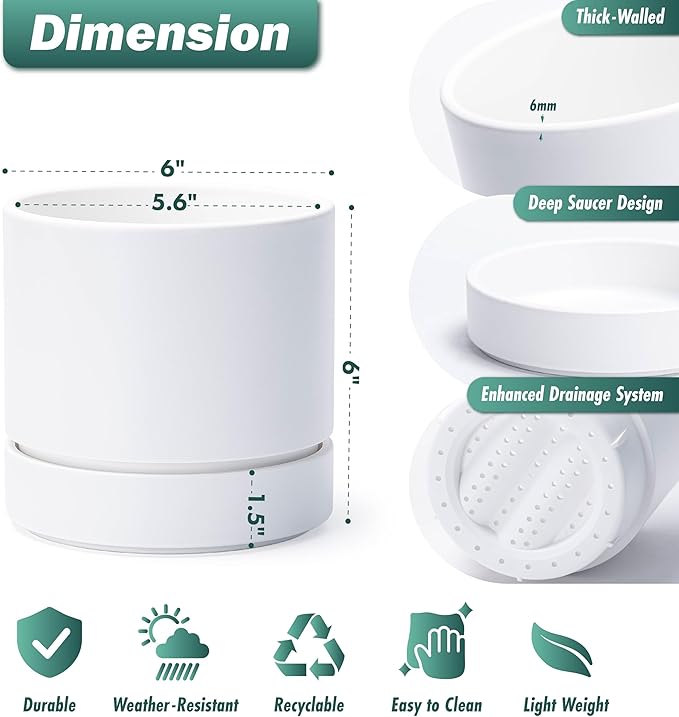 Phoenix Vine 6 Inch Planter Pot with Drainage Hole & Saucer, Deep Water Catch Tray, Straight Cylindrical Round Pot for Plants, Matte White, Pack of 1, 23-B-S-1