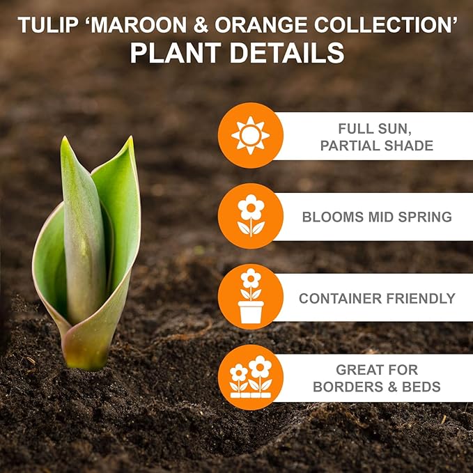 Garden State Bulb Maroon and Orange Mix Triumph Tulip Flower Bulbs, 12/+ cm, Fall Planting (Bag of 25)