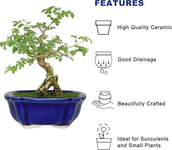 Bonsai Planter 6 pc Mini Glazed Succulent Pots Value Set + 6 Soft Mesh Drainage Screens