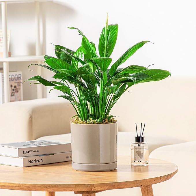 vancasso Ceramic Plant Pots, 3 Piece Planters for Indoor Plants, 4.25+5.25+6.25 Inch Flower Pots with Drainage, Plant Pots Indoor for Succulent, Pothos, Snake Plant and Money Tree, Etc (Gray)