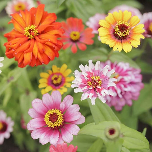 Eden Brothers Zinnia Seeds - Swirls Mixed, Non-GMO Seeds for Planting, Packet | Low-Maintenance Flower Seeds, Plant During Spring, Zones 3, 4, 5, 6, 7, 8, 9, 10