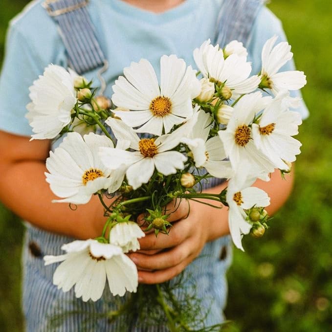 Purity Cosmos - 250 Seeds - Beautiful White Flowers, Attracts Butterflies & Pollinators, Great for Bouquets, Non-GMO Heirloom Cosmos Seeds for Planting in The Home Garden, Thresh Seed Company