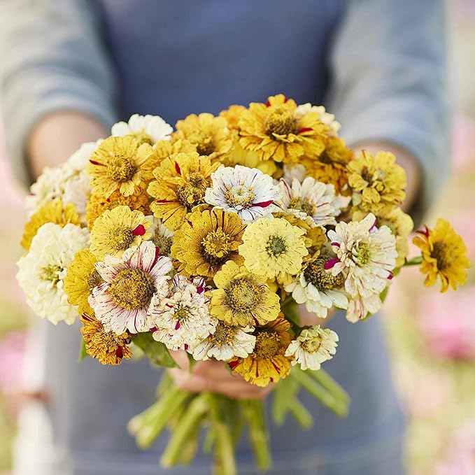 Eden Brothers Zinnia Seeds - Peppermint Stick Mixed, Non-GMO Seeds for Planting, Packet | Low-Maintenance Flower Seeds, Plant During Spring, Zones 3, 4, 5, 6, 7, 8, 9, 10