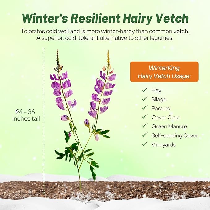 Outsidepride Hairy Vetch Cover Crop Seeds - 5 Lbs Cold Tolerant, Winter Hardy - Ideal for Soil Improvement, Green Pasture, Hay & Livestock Forage - Pollinator Friendly Garden Seeds, Ground Cover
