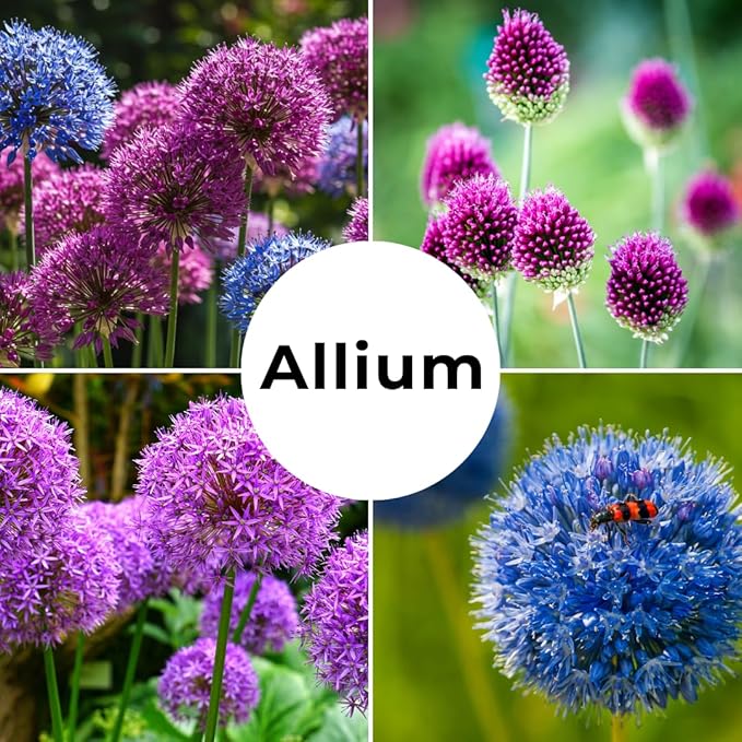 Drumstick Allium (Allium sphaerocephalon) Bulbs – Easy-to-Grow Perennial Flowers, Deer Resistant, Stunning Blooming Garden Accents (25 Bulbs)