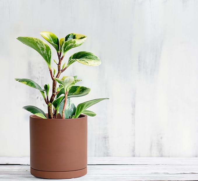 D'vine Dev 5 Inch Rust Terracotta Plant Pot with Drainage Hole and Saucer, Round Cylinder Planter Pot for Indoor Plants, Set of 2, 40-V-B-2