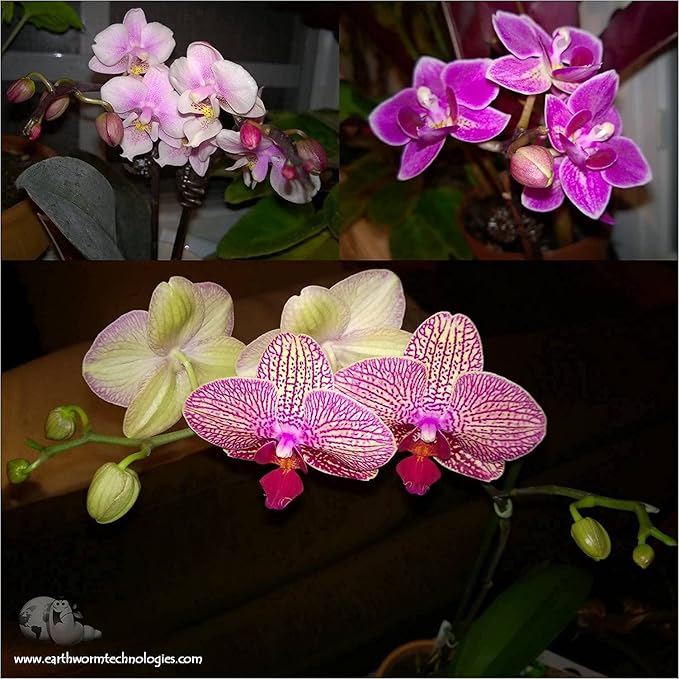 100 EarthPods - Bio Organic Orchid Fertilizer Spikes – Orchid Food Sticks – Premium Formula – Hand Made in USA