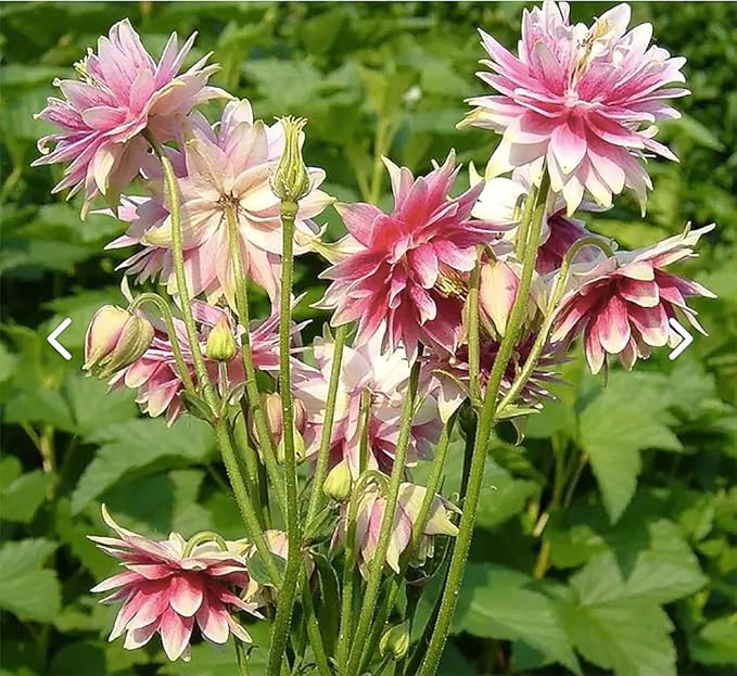 Double Mixed European Columbine Seeds - 16" Tall