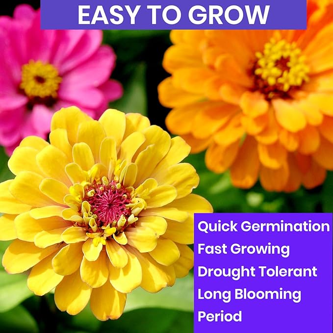 NatureZ Edge Zinnia Seeds for 2025 Planting Outdoors, Over 1600 Flower Seeds, 10g, Non GMO Made in USA, Bulk Semillas De Flores para Sembrar, Pumila Mix, Easy to Grow Zinnia Seed Mix