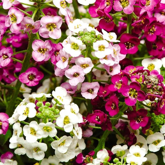 Seeds Sweet Alyssum Seed Mix 800+ Seeds for Planting Carpet Flower Annual Plant Non-GMO Lobularia Maritima