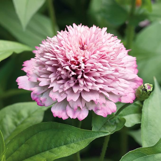 Eden Brothers Zinnia - Zinderella Lilac, Non-GMO Seeds for Planting, Packet | Low-Maintenance Flower Seeds, Plant During Spring, Zones 2, 3, 4, 5, 6, 7, 8, 9, 10