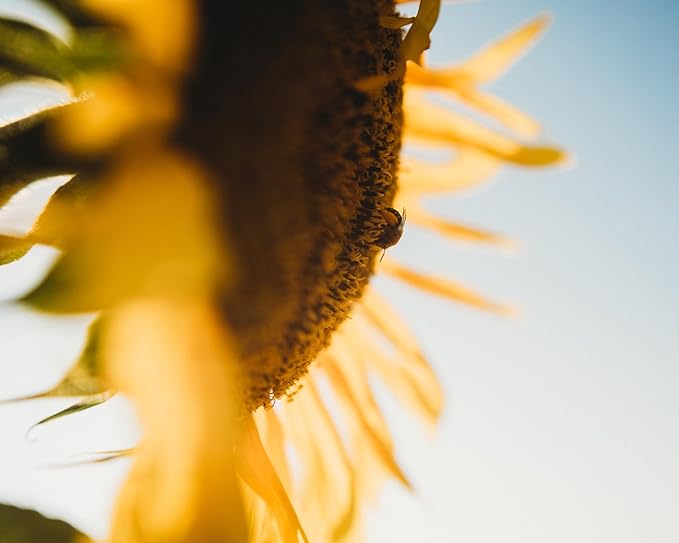 Peredovik Sunflower - 4oz Bulk (~1200 Seeds) - Pollinator-Friendly, Attracts Birds, Bees & Butterflies, Non-GMO Black Sunflower Seeds for Planting Outdoors in The Home Garden, Thresh Seed Company