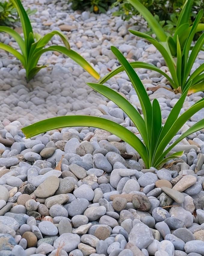 Natural River Rocks – 5 lbs Decorative Pebbles (1-2 Inch) for Landscaping, Garden Paths, Planters, Crafts & Outdoor Décor – Mexican Beach Stone