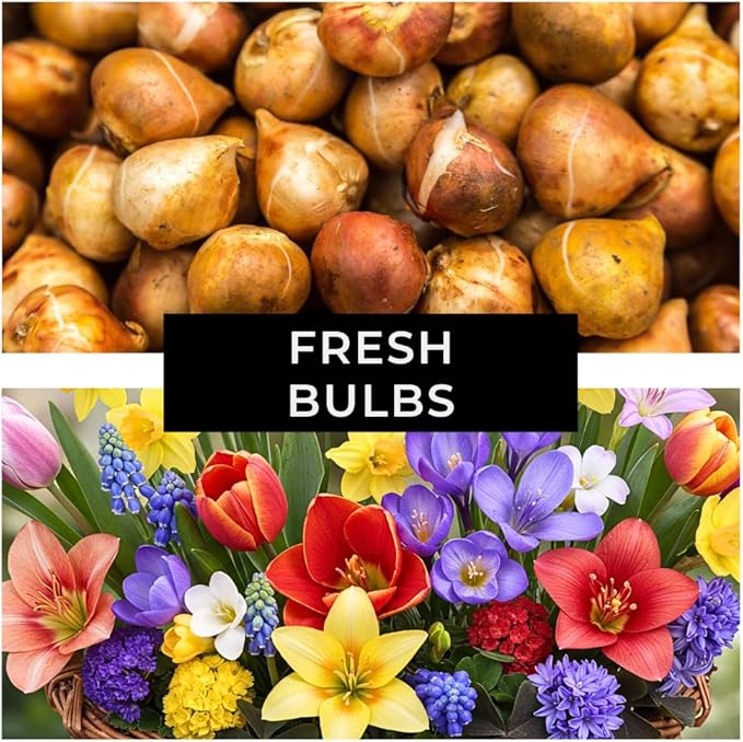 Complete Spring and Fall Flower Garden | 50 Fresh Bulbs | Bloom All Spring and Summer, Easy to Grow Flower Bulb, Indoor/Outdoor